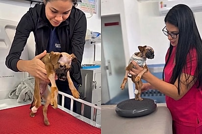 “Parece um sonho”: Veterinárias que ajudaram filhote sem movimentos recebem a corrida mais feliz como recompensa