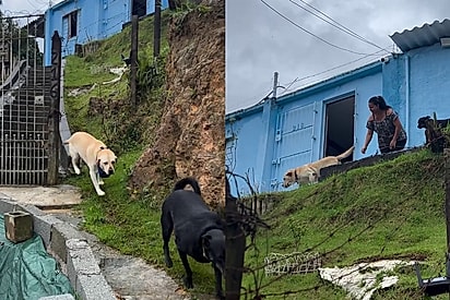 Ele é muito inteligente, cê é louco: Entregador fica abismado com o que Labrador Max faz para ajudar a tutora