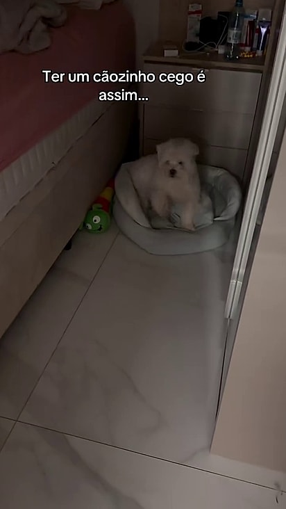 Bidu identifica que a tutora chegou após ouvi-la.