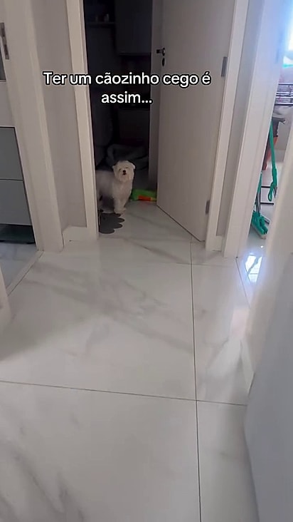 O cão perdeu a visão com 5 anos.