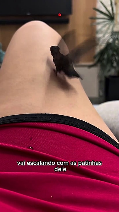 Após um mês ele está finalmente aprendendo a bater as asas.