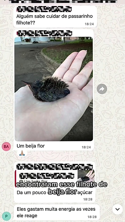 A jovem se ofereceu para cuidar do beija-flor.