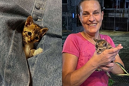 Não foi um resgate, foi um presente: Médica se emociona ao lembrar encontro com gatinha que mudou sua vida