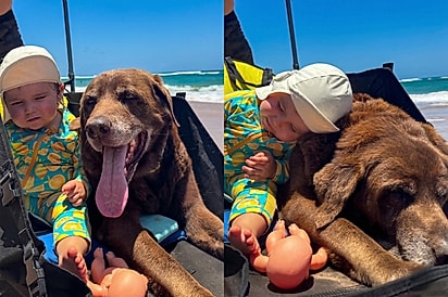 Ela deitando a cebecinha nele: Cão de 15 anos encontra um novo começo no sorriso de uma bebê e família se encanta