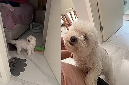 Não existe momento mais feliz: Cão cego explode de alegria ao escutar voz de tutora e cena emociona milhões