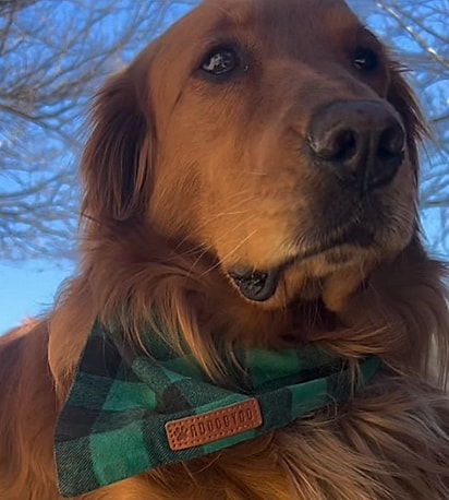 Skye é uma cachorrinha muito especial.