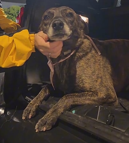 Tigresa precisa de uma família paciente.