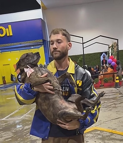 Tigresa voltando para o canil mais uma vez.