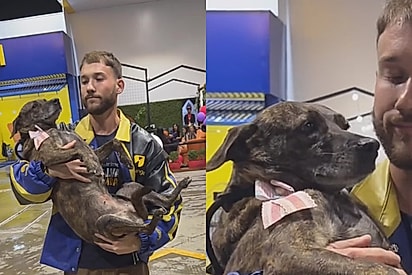 Após a oitava feira de adoção, cachorrinha sai desolada nos braços de rapaz: “Mais uma vez, ninguém a quis”