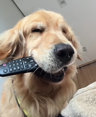 Alfredo com um controle na boca. 