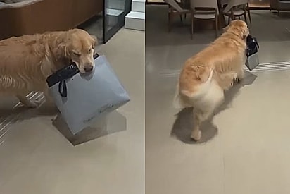 Homens, aprendam com ele: Golden corre para ajudar tutora e atitude de cavalheiro impressiona