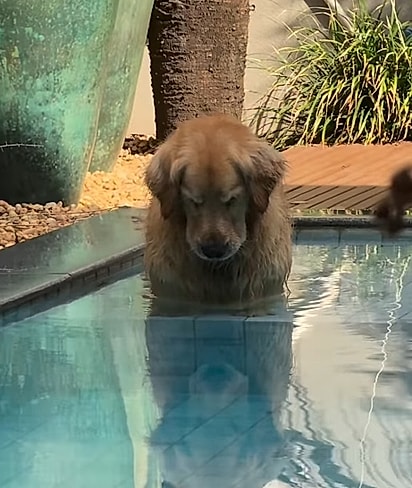 Golden Alfredo na piscina.