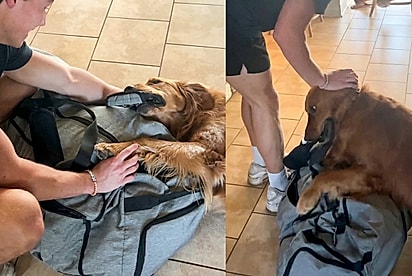 “Não vai, por favor”: Golden se agarra com todas as forças à mala para impedir partida de tutor e cena chama atenção