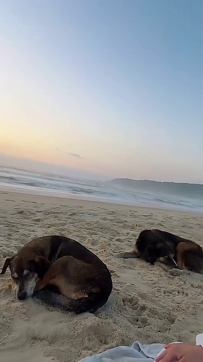 Pretinha, fuscão e Maverick assistiram o nascer do sol com Jéssica.
