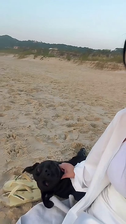 Cães comunitários fizeram companhia para a aniversariante.