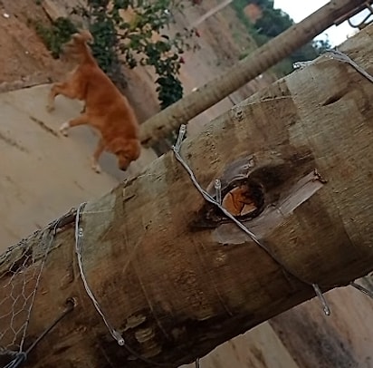 O cão idoso apareceu para conferir o que estava acontecendo.