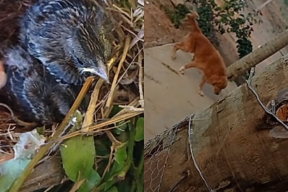 O que era uma ajuda simples a um passarinho vira em segundos filme de ação rural em 4D