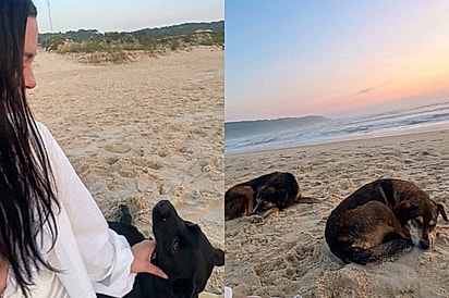 Cães cercam jovem na praia e transformam seu aniversário solitário em momento mágico: Achei que ia passar sozinha