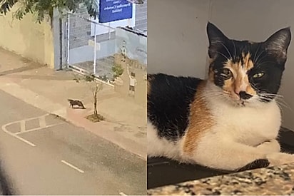 Mulher resgata gato e então descobre que “machinho” escondia cinco vidas — e o resgate vira uma das maiores surpresas de sua vida.