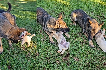 Tutor se emociona com a forma que pastor alemão idoso trata filhotinhos