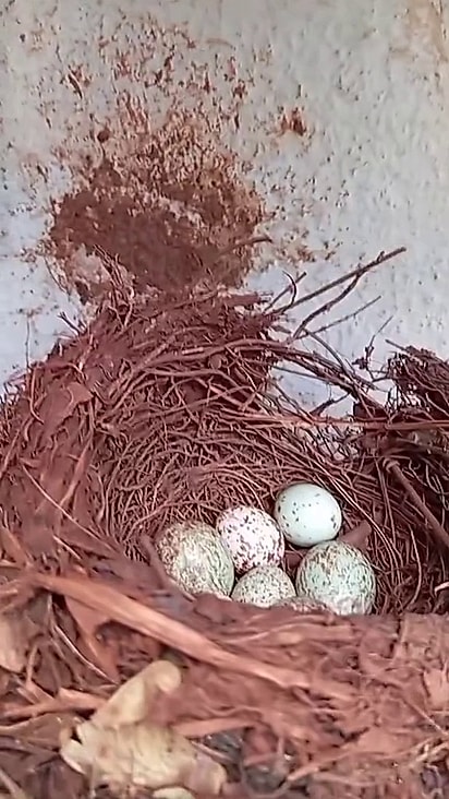 O ninho estava no ar-condicionado.