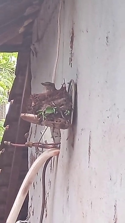 A mãe sabiá aceitou o novo ninho.