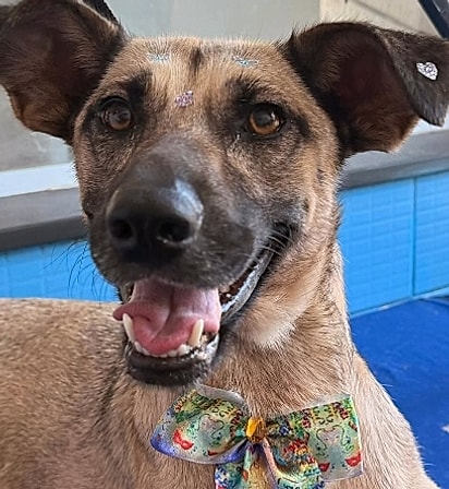 Bebel arrumada para a terceira feirinha de adoção. 