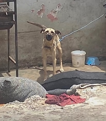 Bebel vivia presa em uma corda.