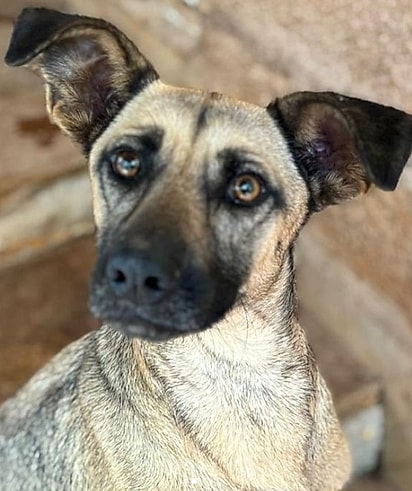 Bebel, uma vira-lata caramelo.