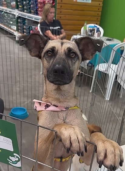 Bebel em mais uma feirinha. 