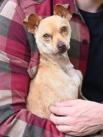 Aos poucos, Chico foi se recuperando.