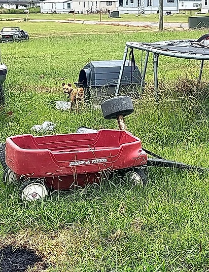 O cão chihuahua passou meses acorrentado ao trampolim.