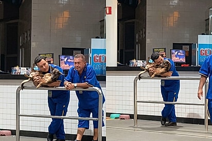 Frentista é flagrado enchendo de carinho viralatinha de posto e cena encanta