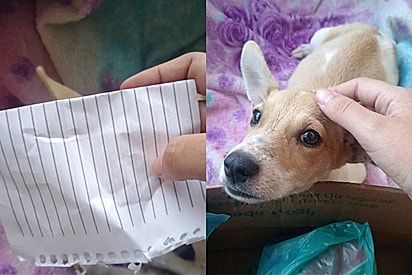Cachorrinho de três meses é abandonado com cartinha que revela o motivo por trás da rejeição.