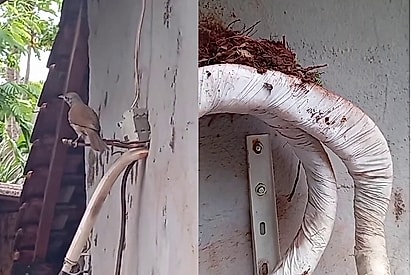 Ave fica desolada após técnico retirar seu ninho ao remover ar-condicionado, e ele tem ideia genial para resolver