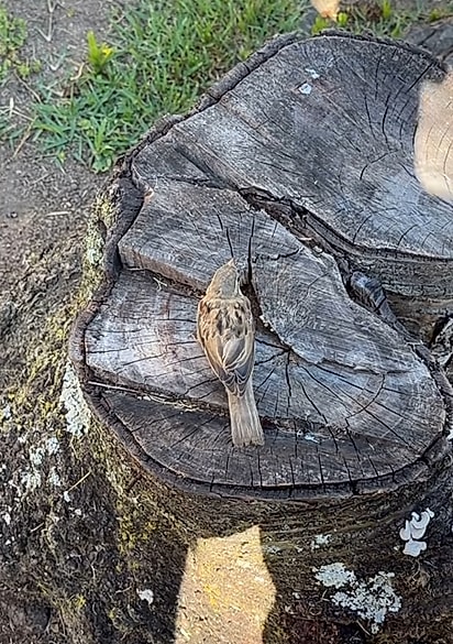 As crianças foram orar pelo passarinho.