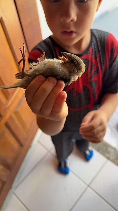 O garotinho encontrou um pássaro aparentemente ferido.