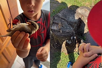 “Faz ele ficar bem”: Criança faz pedido do fundo do coração para saúde de passarinho e segundos depois o melhor acontece