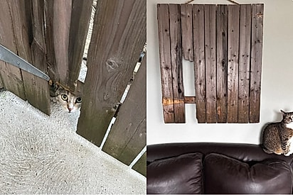 Homem resgata gatinha, sem saber que estava grávida, adota toda a família e emoldura cerca onde tudo começou.