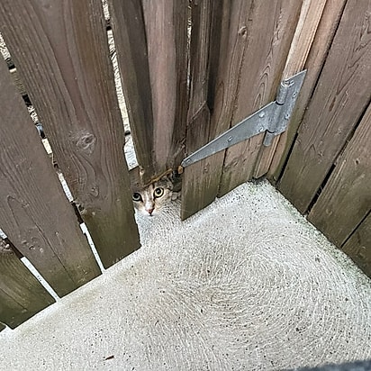 Frances olhando Chris por debaixo da cerca