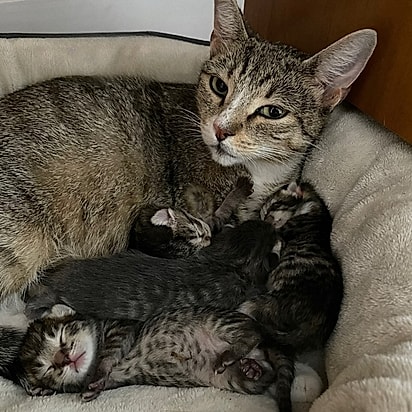 Frances deu à luz quatro gatinhos.