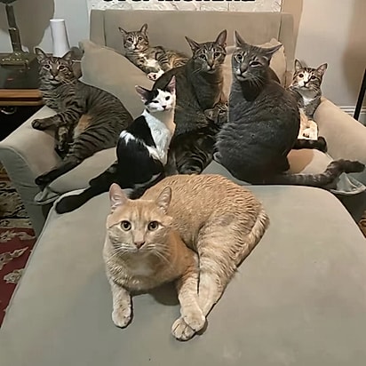 Chris é tutor de oito gatinhos.