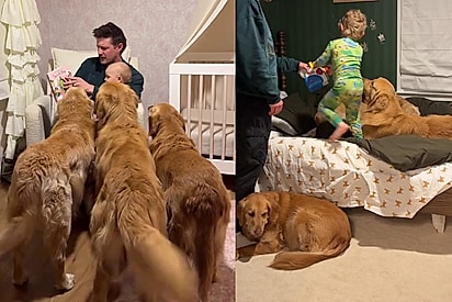 O amor deles é nosso novo amor também: Pais se comovem ao ver como seus 3 goldens tratam as crianças da casa