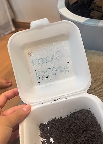 A menina organizou um “velório” para o peixe Fred. 
