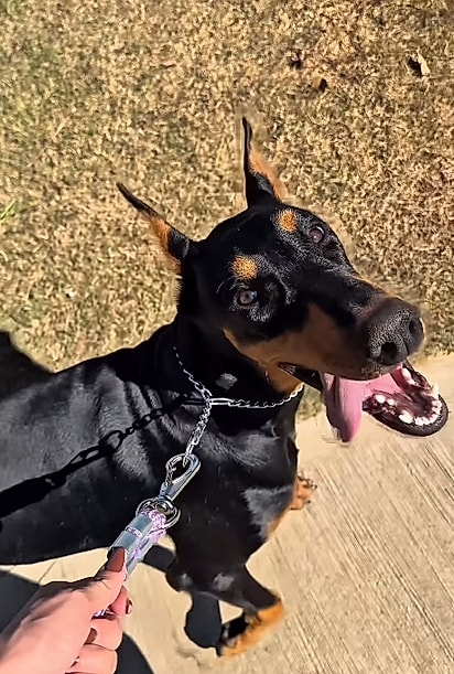 A cadela doberman da família. 