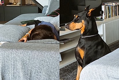 Ao perceber estranho na casa doberman impressiona por mudar de postura e se aproximar de criança
