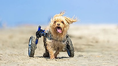 O cachorrinho Eddie.