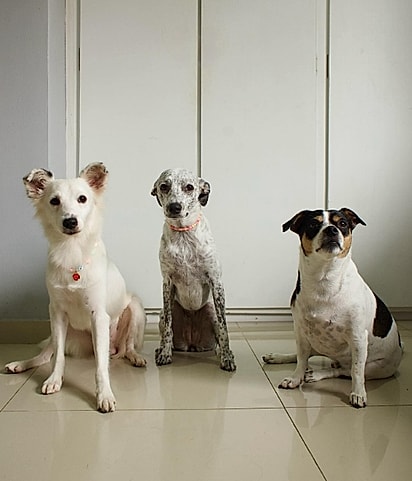 Benedito, Maria Flor e Sebastião.