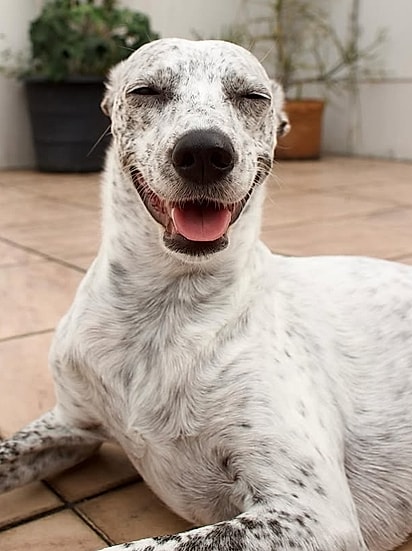 Maria Flor, uma cadela sem raça definida de três anos.