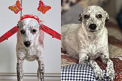 Sempre perguntam qual a raça de cachorrinha e tutora impressiona a todos com resposta